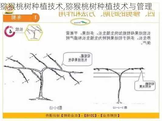 猕猴桃树种植技术,猕猴桃树种植技术与管理