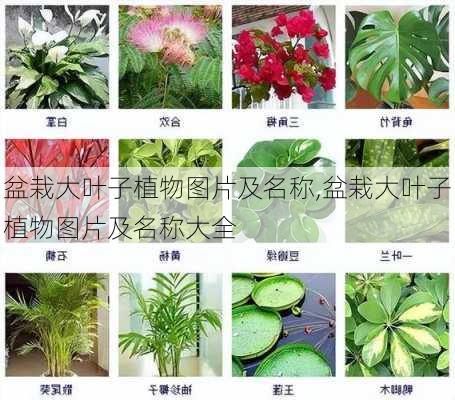 盆栽大叶子植物图片及名称,盆栽大叶子植物图片及名称大全-第1张图片-花卉百科