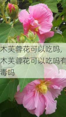 木芙蓉花可以吃吗,木芙蓉花可以吃吗有毒吗