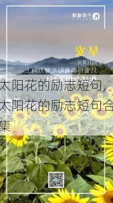 太阳花的励志短句,太阳花的励志短句合集-第1张图片-花卉百科