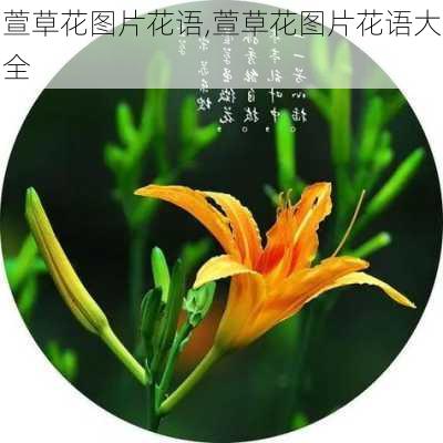 萱草花图片花语,萱草花图片花语大全