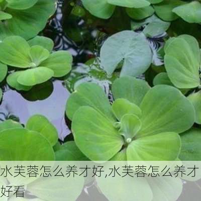 水芙蓉怎么养才好,水芙蓉怎么养才好看