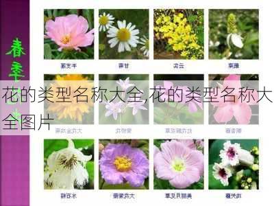 花的类型名称大全,花的类型名称大全图片