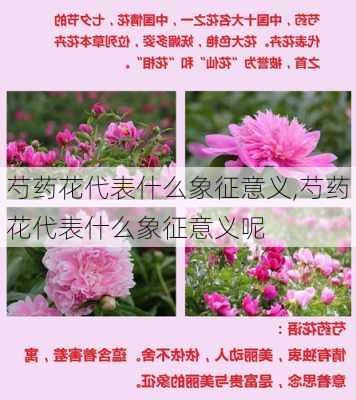 芍药花代表什么象征意义,芍药花代表什么象征意义呢