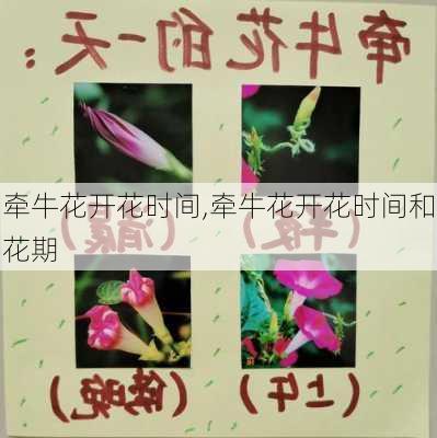 牵牛花开花时间,牵牛花开花时间和花期