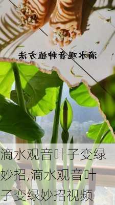 滴水观音叶子变绿妙招,滴水观音叶子变绿妙招视频-第2张图片-花卉百科