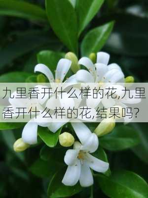 九里香开什么样的花,九里香开什么样的花,结果吗?-第1张图片-花卉百科