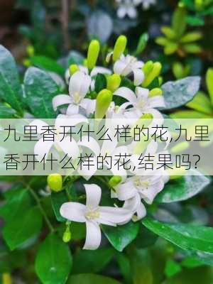 九里香开什么样的花,九里香开什么样的花,结果吗?-第2张图片-花卉百科