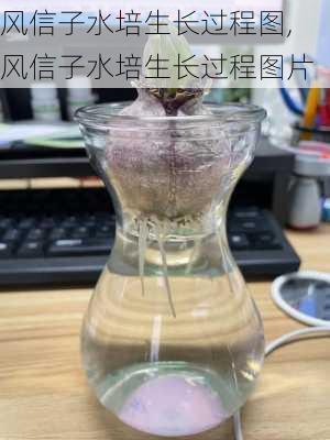 风信子水培生长过程图,风信子水培生长过程图片