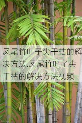 凤尾竹叶子尖干枯的解决方法,凤尾竹叶子尖干枯的解决方法视频-第1张图片-花卉百科