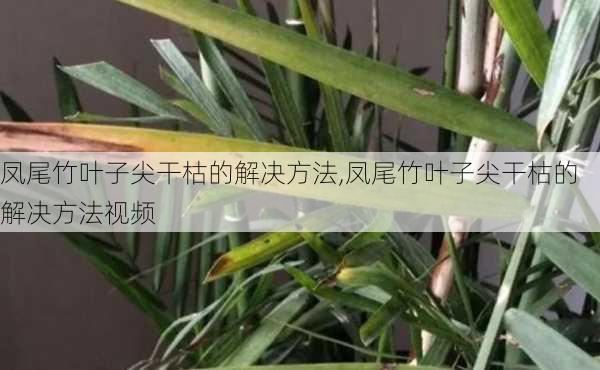 凤尾竹叶子尖干枯的解决方法,凤尾竹叶子尖干枯的解决方法视频-第2张图片-花卉百科