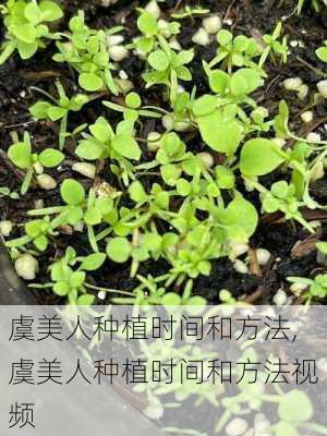 虞美人种植时间和方法,虞美人种植时间和方法视频