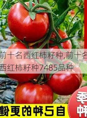 前十名西红柿籽种,前十名西红柿籽种7485品种-第2张图片-花卉百科