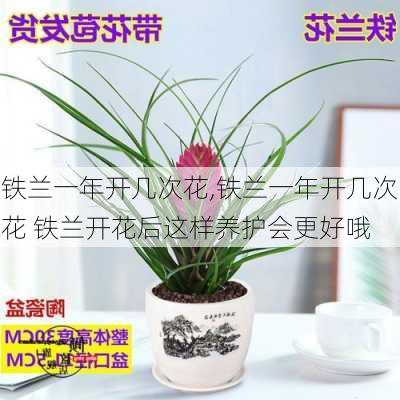 铁兰一年开几次花,铁兰一年开几次花 铁兰开花后这样养护会更好哦