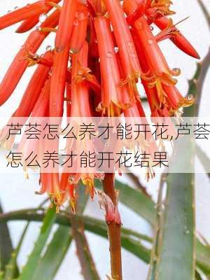 芦荟怎么养才能开花,芦荟怎么养才能开花结果-第1张图片-花卉百科