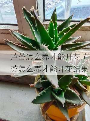 芦荟怎么养才能开花,芦荟怎么养才能开花结果-第2张图片-花卉百科