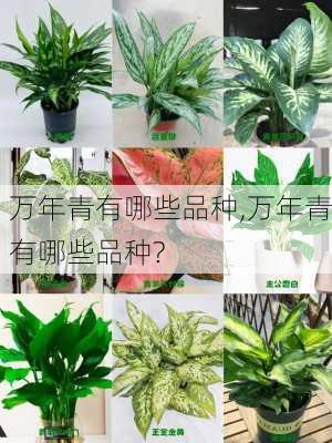 万年青有哪些品种,万年青有哪些品种?-第2张图片-花卉百科