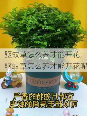 驱蚊草怎么养才能开花,驱蚊草怎么养才能开花呢-第3张图片-花卉百科