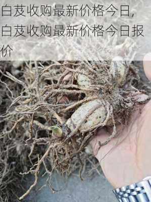 白芨收购最新价格今日,白芨收购最新价格今日报价-第2张图片-花卉百科