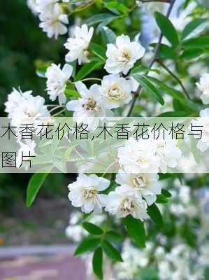 木香花价格,木香花价格与图片-第1张图片-花卉百科