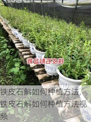 铁皮石斛如何种植方法,铁皮石斛如何种植方法视频