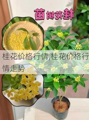 桂花价格行情,桂花价格行情走势