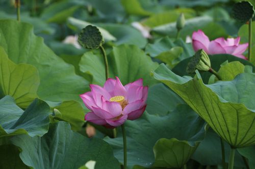 荷花生长季节,荷花生长季节是几月-第2张图片-花卉百科