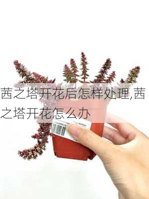 茜之塔开花后怎样处理,茜之塔开花怎么办-第2张图片-花卉百科