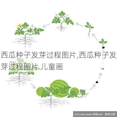 西瓜种子发芽过程图片,西瓜种子发芽过程图片 儿童画-第2张图片-花卉百科