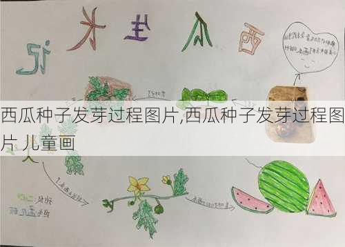 西瓜种子发芽过程图片,西瓜种子发芽过程图片 儿童画-第3张图片-花卉百科