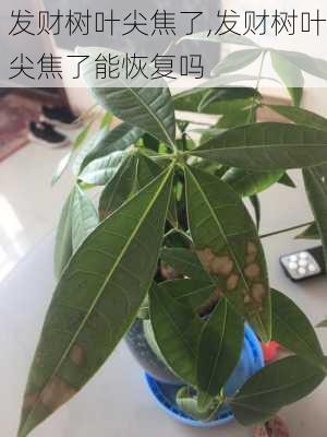 发财树叶尖焦了,发财树叶尖焦了能恢复吗-第1张图片-花卉百科