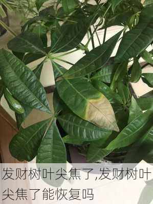 发财树叶尖焦了,发财树叶尖焦了能恢复吗-第2张图片-花卉百科