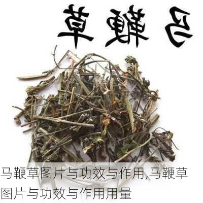 马鞭草图片与功效与作用,马鞭草图片与功效与作用用量-第2张图片-花卉百科