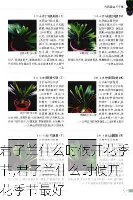 君子兰什么时候开花季节,君子兰什么时候开花季节最好-第2张图片-花卉百科