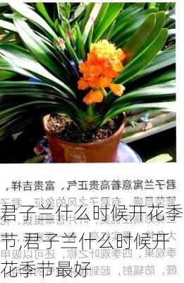 君子兰什么时候开花季节,君子兰什么时候开花季节最好