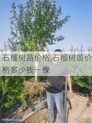 石榴树苗价格,石榴树苗价格多少钱一棵