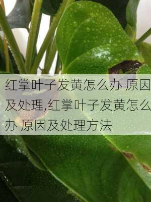 红掌叶子发黄怎么办 原因及处理,红掌叶子发黄怎么办 原因及处理方法-第2张图片-花卉百科