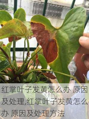 红掌叶子发黄怎么办 原因及处理,红掌叶子发黄怎么办 原因及处理方法