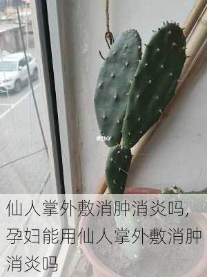 仙人掌外敷消肿消炎吗,孕妇能用仙人掌外敷消肿消炎吗