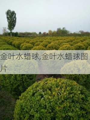 金叶水蜡球,金叶水蜡球图片-第2张图片-花卉百科