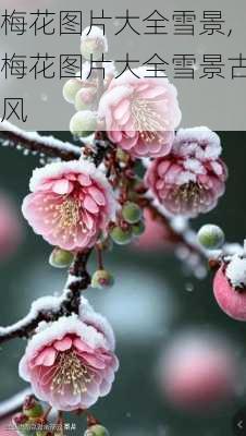 梅花图片大全雪景,梅花图片大全雪景古风-第2张图片-花卉百科