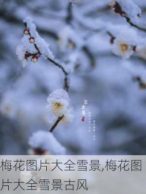 梅花图片大全雪景,梅花图片大全雪景古风-第3张图片-花卉百科