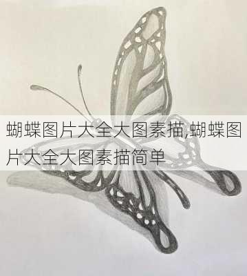 蝴蝶图片大全大图素描,蝴蝶图片大全大图素描简单-第1张图片-花卉百科