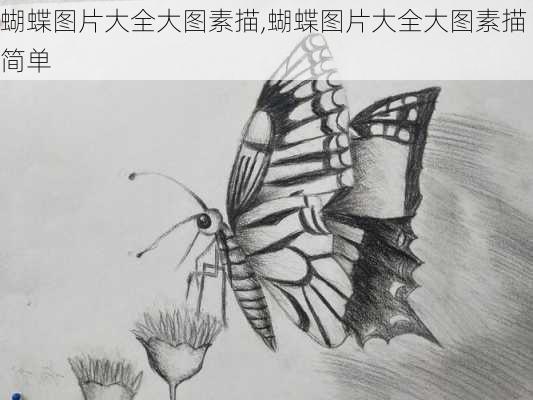 蝴蝶图片大全大图素描,蝴蝶图片大全大图素描简单-第3张图片-花卉百科