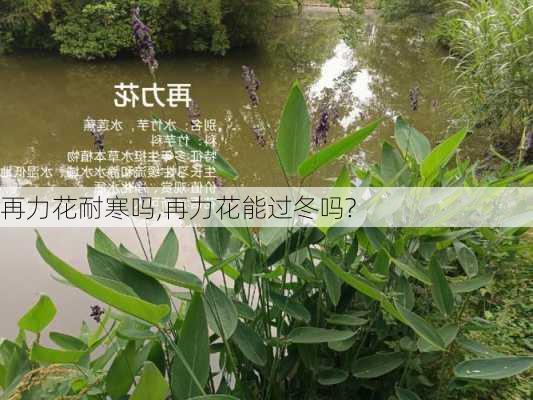 再力花耐寒吗,再力花能过冬吗?-第1张图片-花卉百科