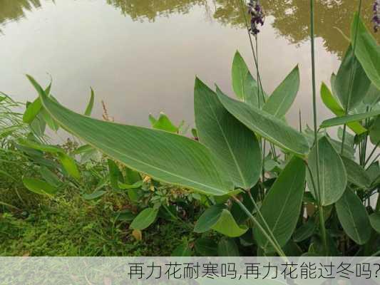 再力花耐寒吗,再力花能过冬吗?-第3张图片-花卉百科