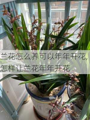 兰花怎么养可以年年开花,怎样让兰花年年开花