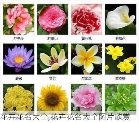 花卉花名大全,花卉花名大全图片欣赏