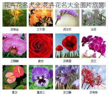 花卉花名大全,花卉花名大全图片欣赏-第3张图片-花卉百科