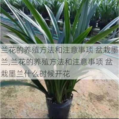 兰花的养殖方法和注意事项 盆栽墨兰,兰花的养殖方法和注意事项 盆栽墨兰什么时候开花-第3张图片-花卉百科